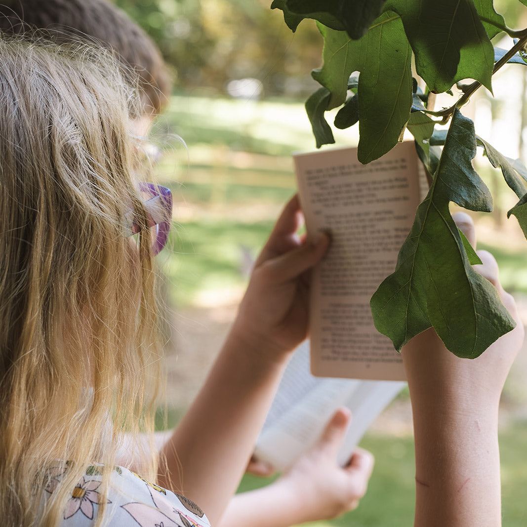 The Door in the Wall Book Study