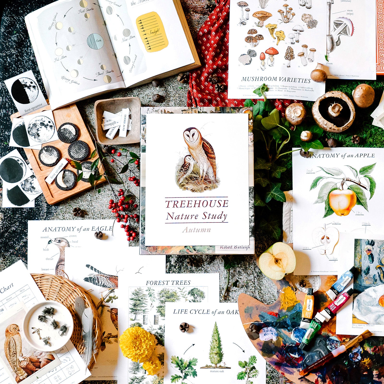 Treehouse Nature Study: Four Seasons Collection