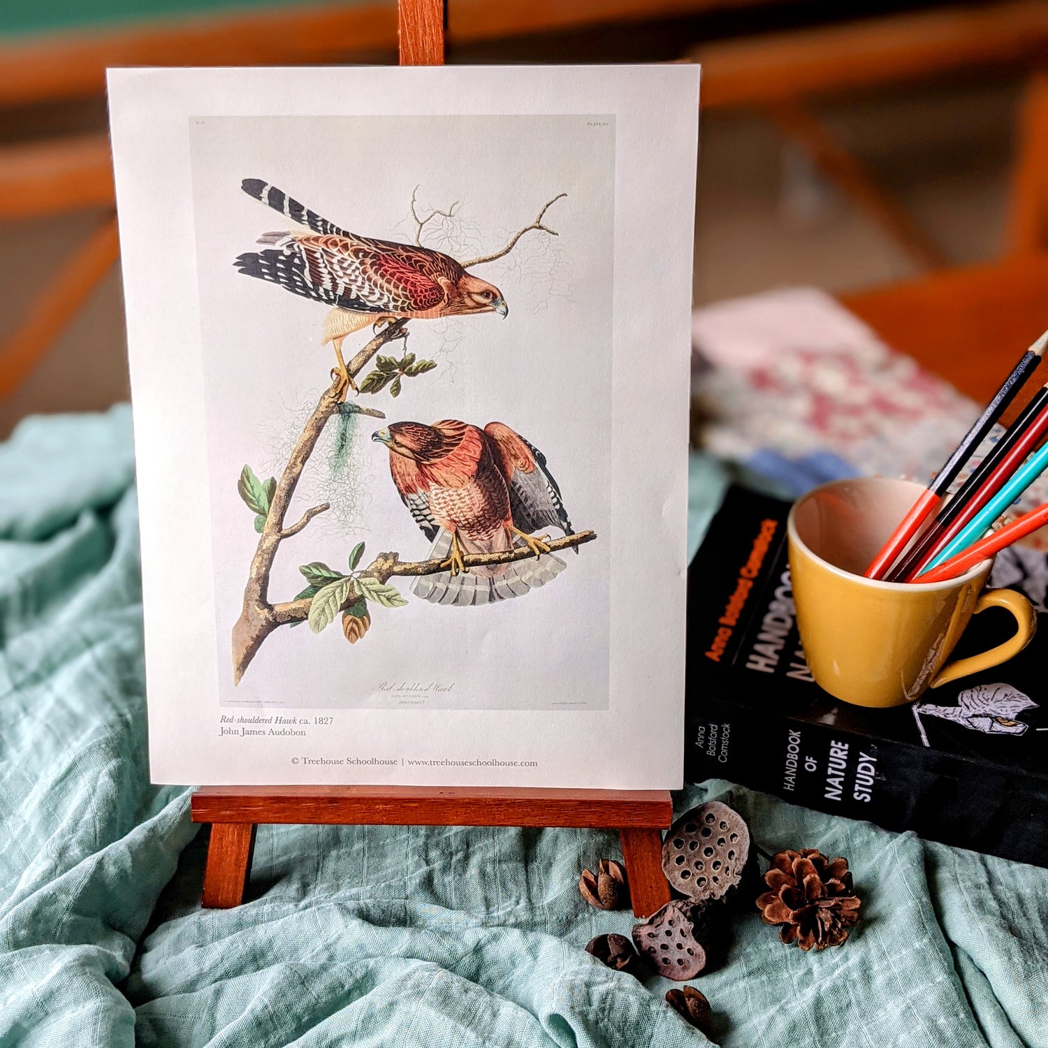 Treehouse Nature Study: Autumn, Primary Years (Small Group License)