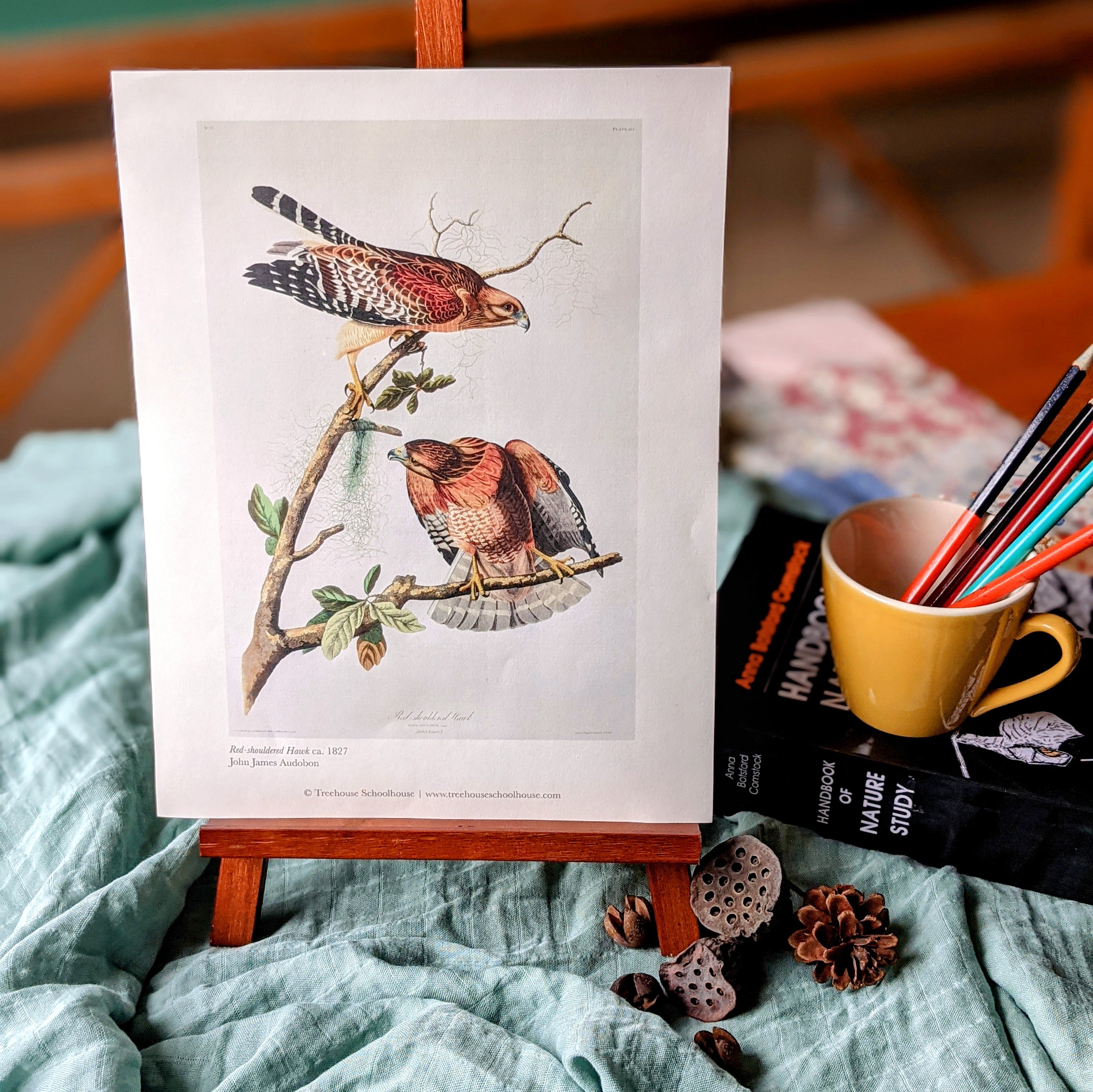 Treehouse Nature Study: Autumn, Primary Years (Small Group License)