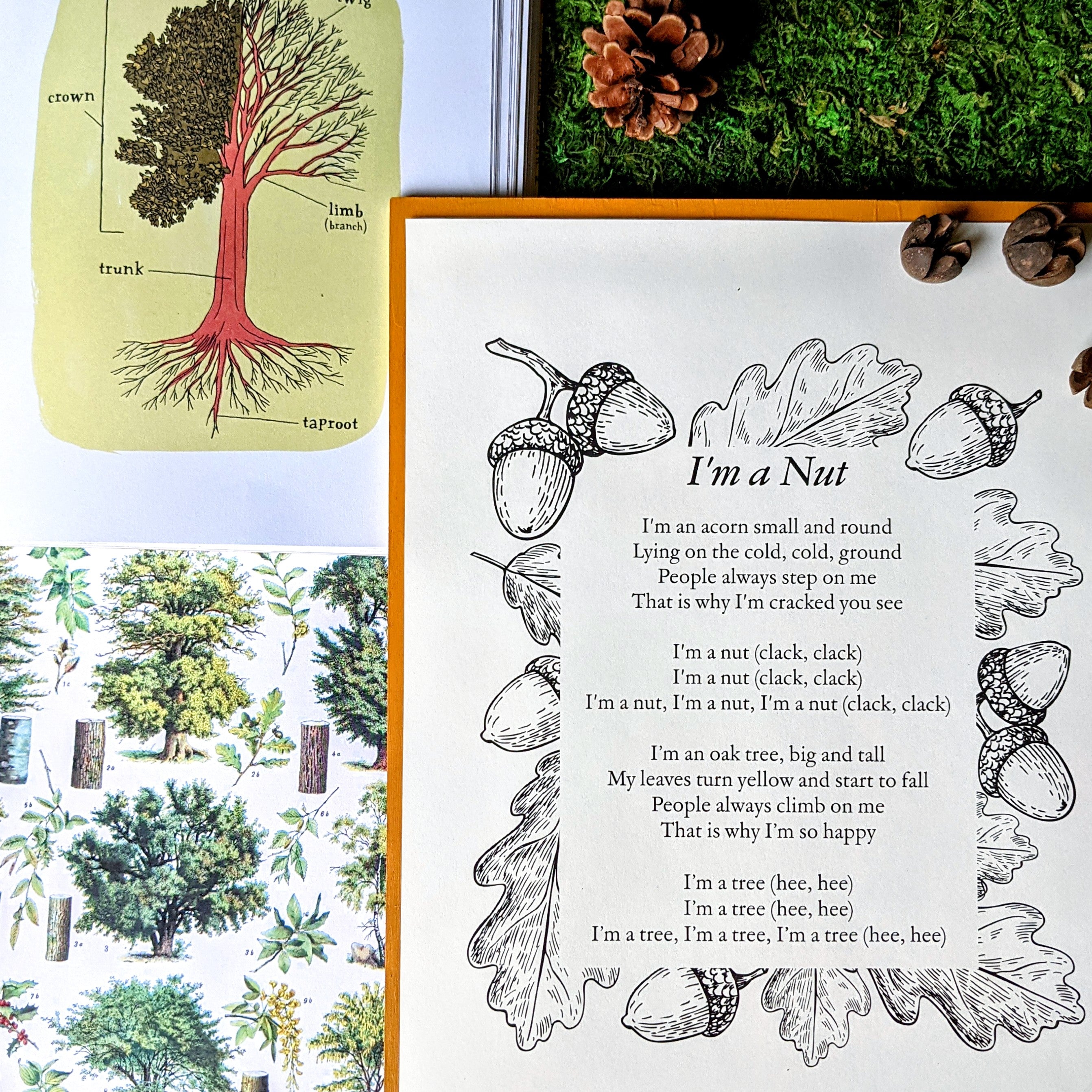 Treehouse Nature Study: Autumn, Primary Years (Small Group License)