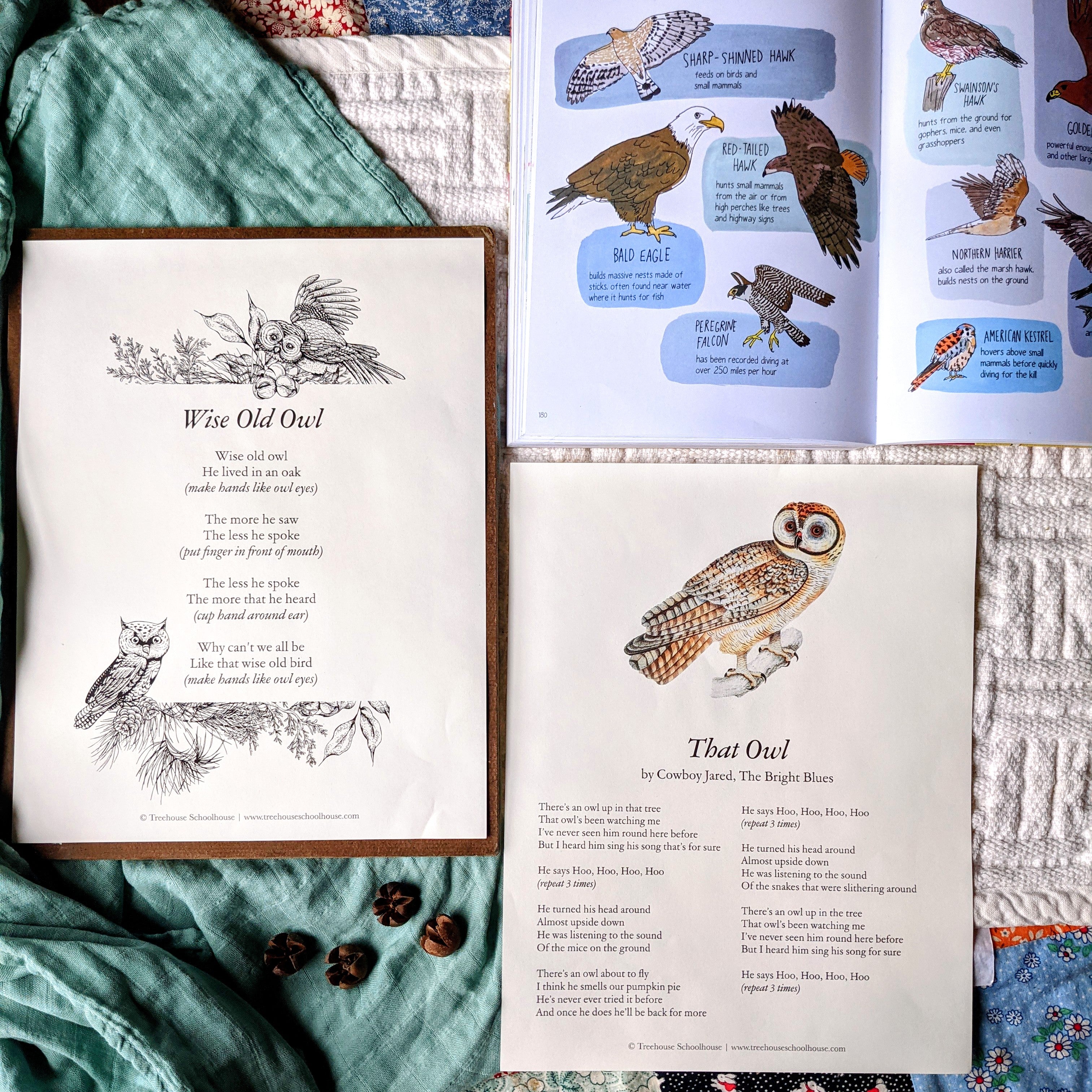 Treehouse Nature Study: Autumn, Primary Years (Small Group License)