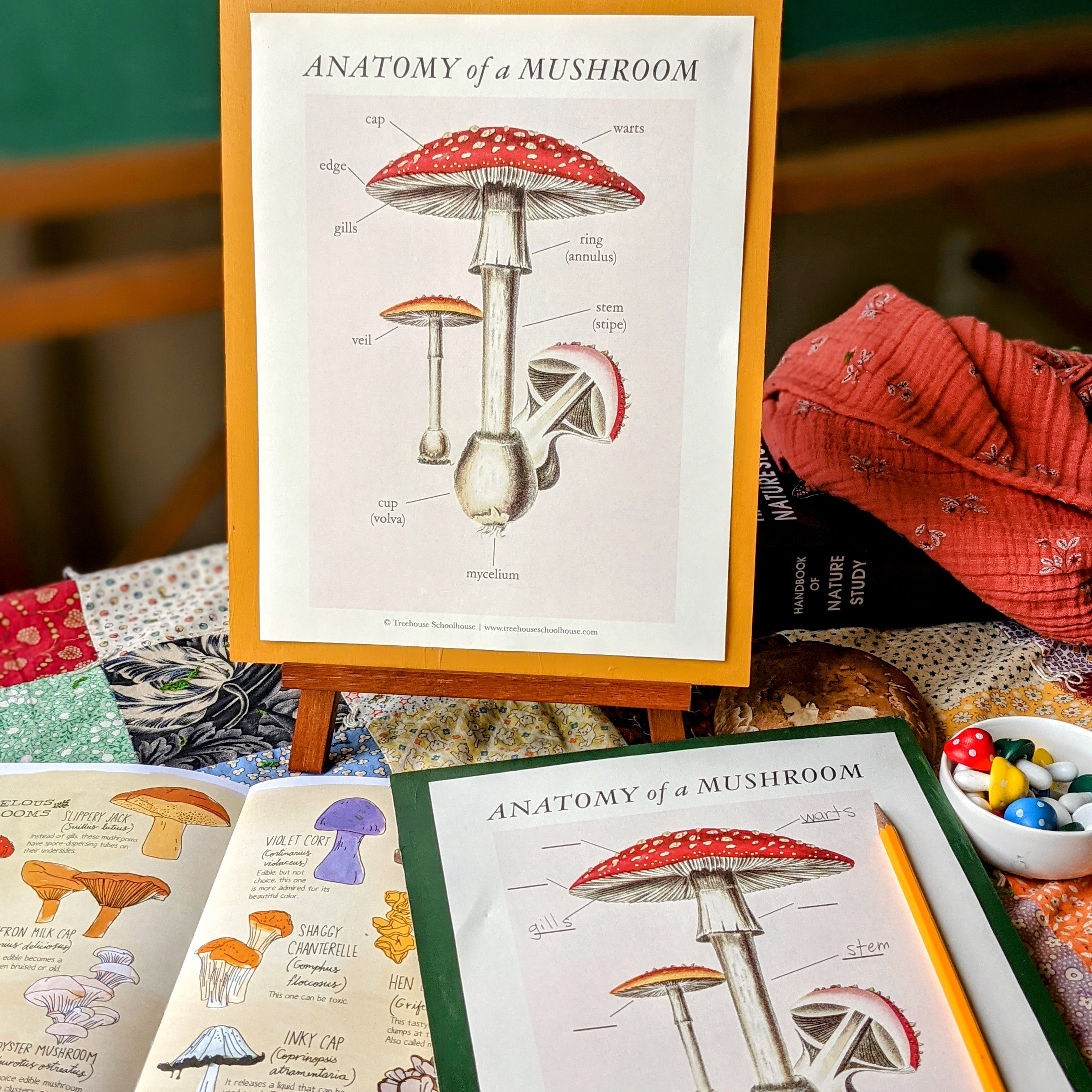 Treehouse Nature Study: Autumn, Primary Years (Small Group License)