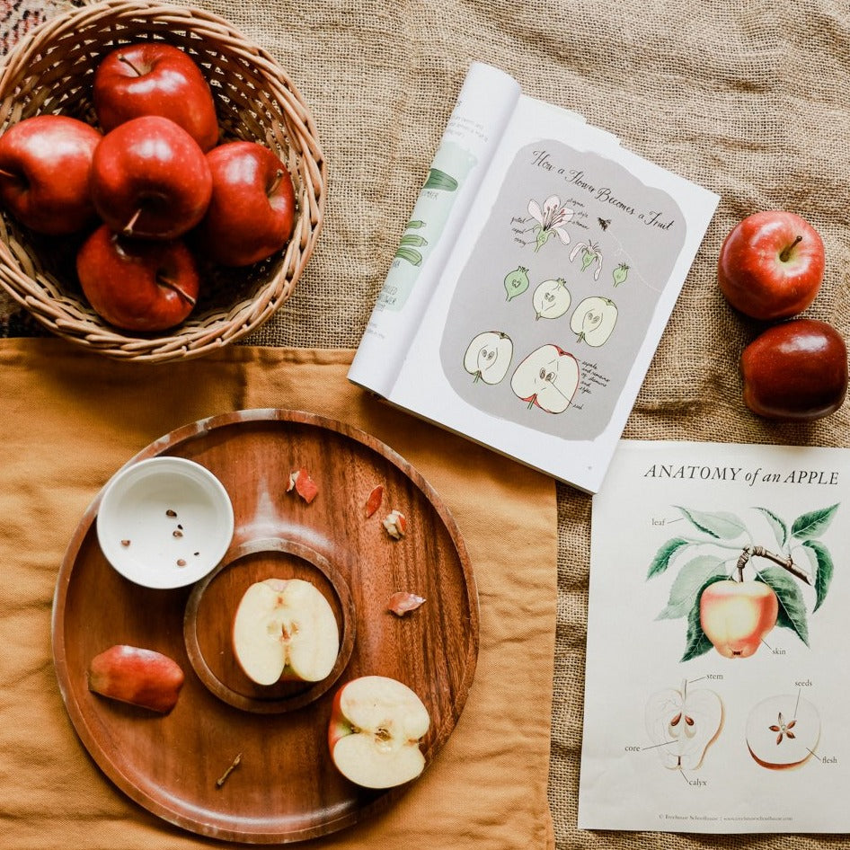 Treehouse Nature Study: Autumn, Primary Years (Small Group License)