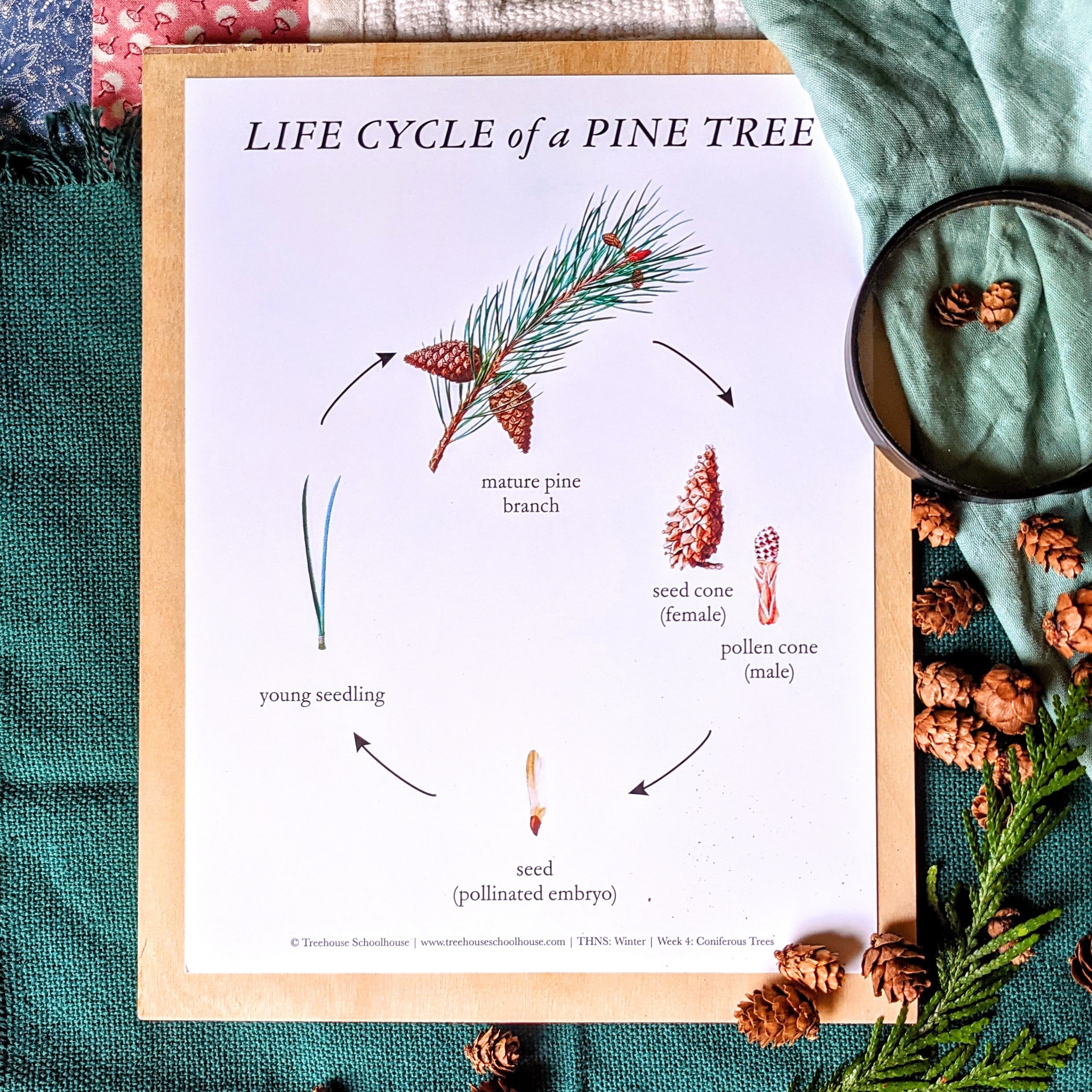 Treehouse Nature Study: Winter, Primary Years