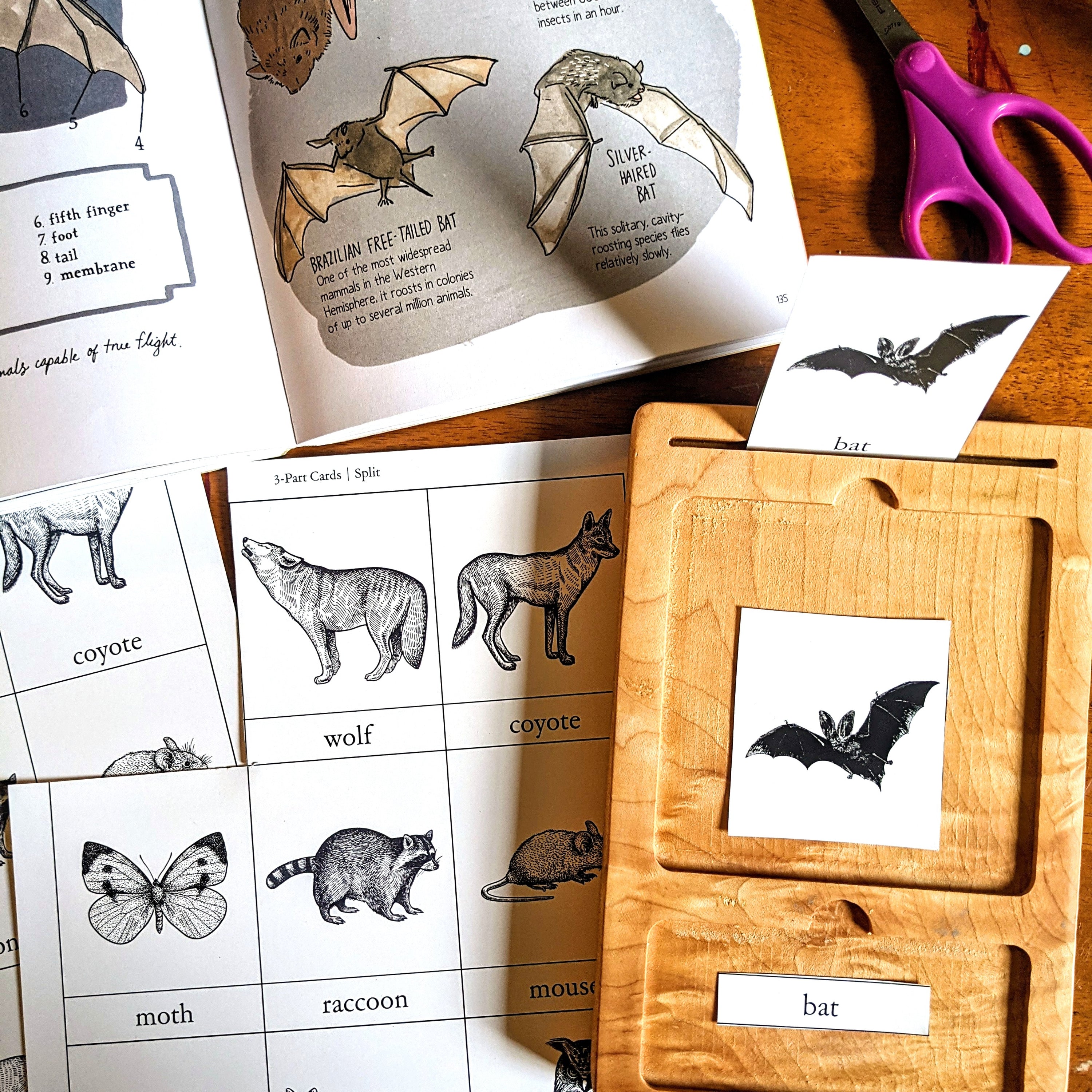 Treehouse Nature Study: Winter, Primary Years