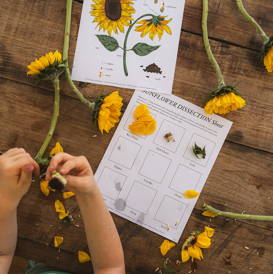 Sunflower Dissection Activity for Kids [Free Unit Study] – Treehouse ...