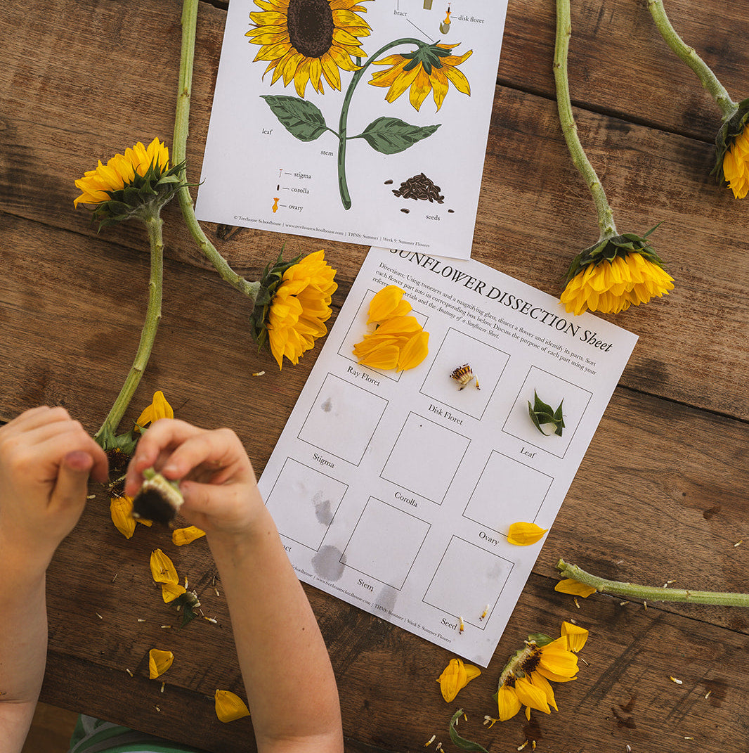 Sunflower Dissection Activity for Kids [Free Unit Study]
