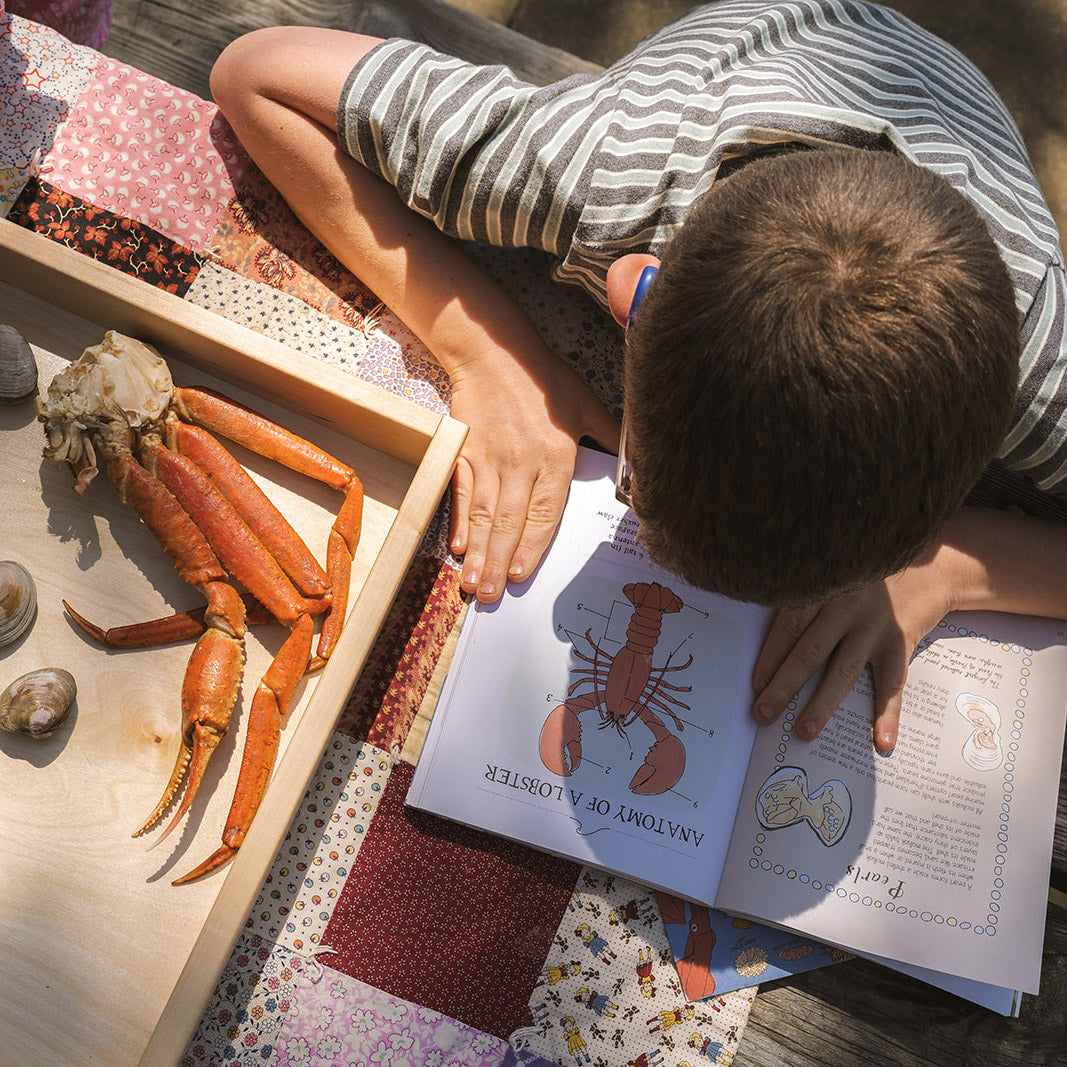 Treehouse Nature Study: Summer, Intermediate Years