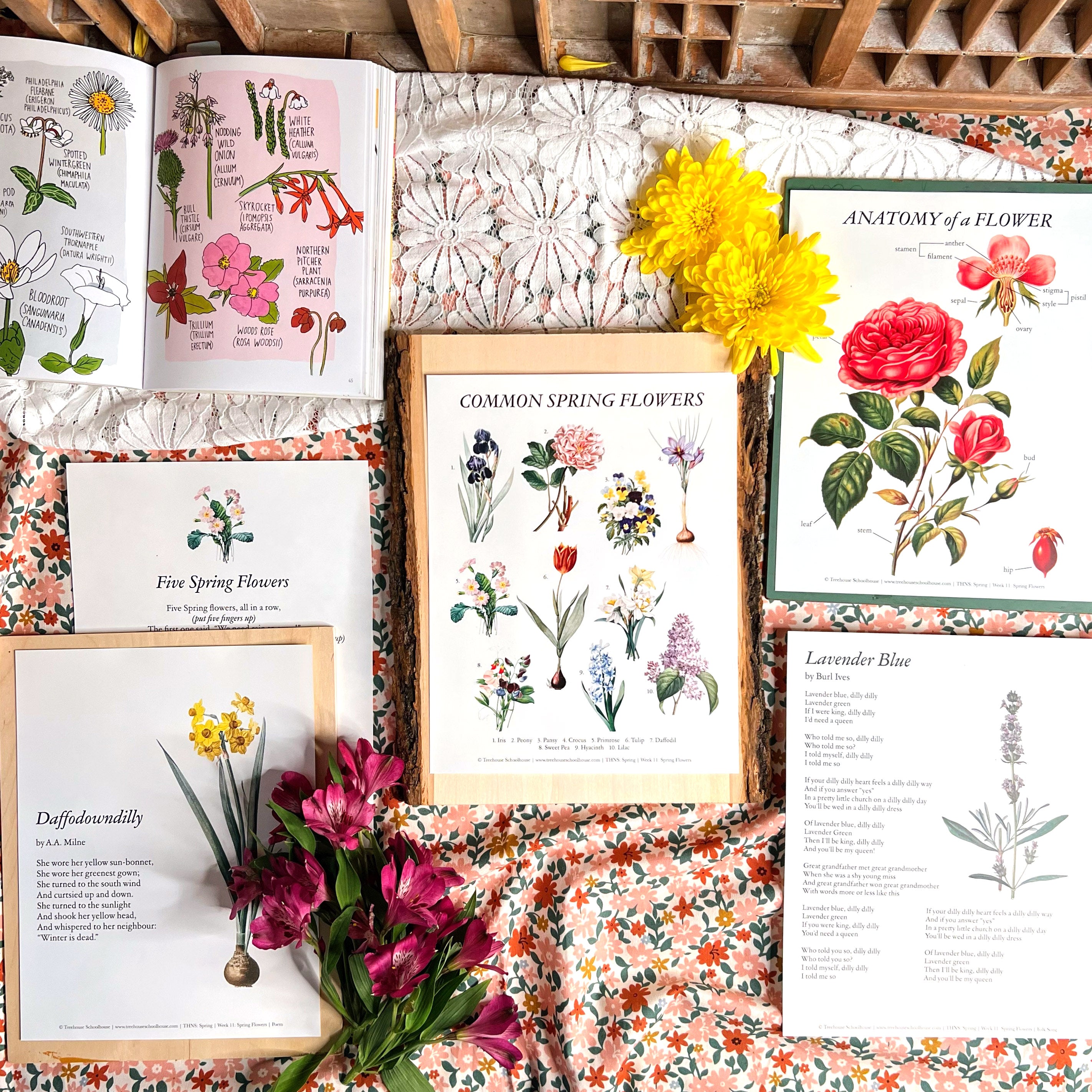 Treehouse Nature Study: Four Seasons Collection