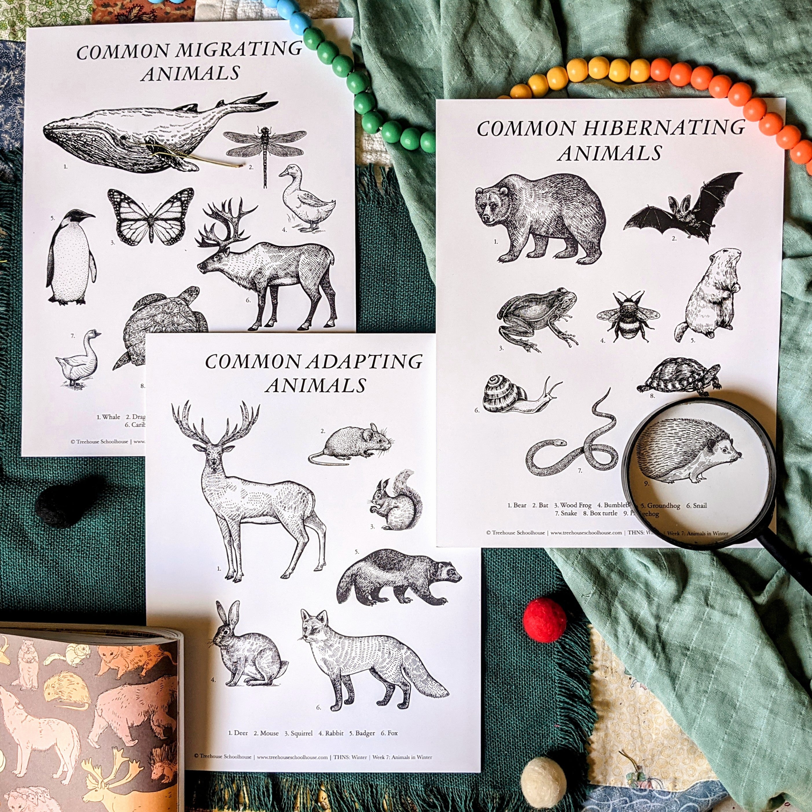 Treehouse Nature Study: Winter, Primary Years