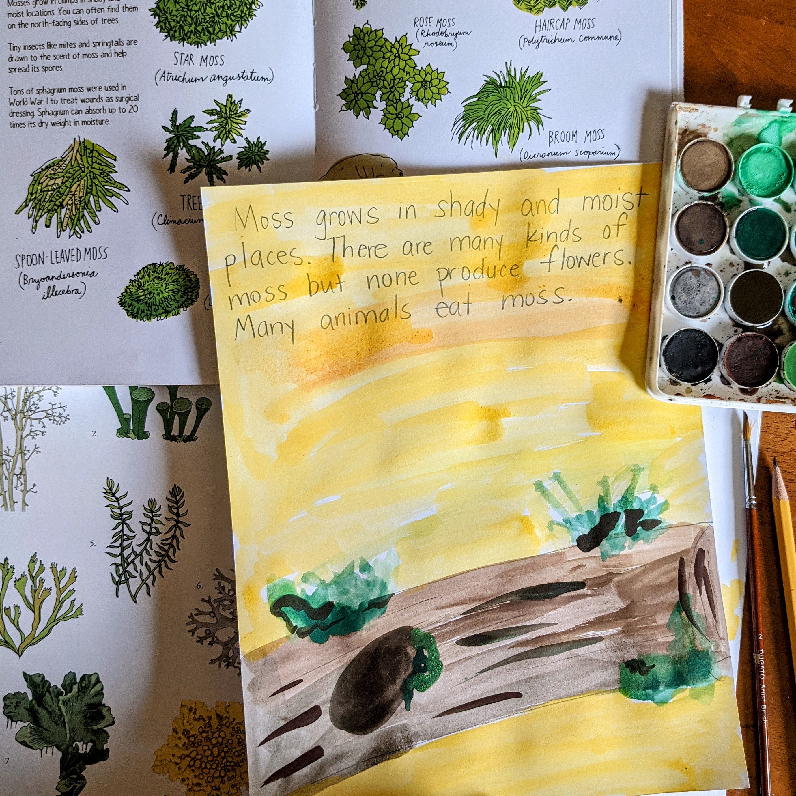 Treehouse Nature Study Winter Student Sheets (Hard Copy) Treehouse